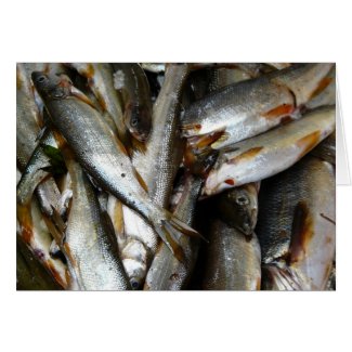 Northern Pike Minnow Fish card