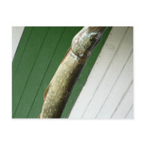 Northern Pike postcards
