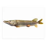 Northern Pike Postcard