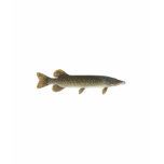 Northern Pike t-shirts