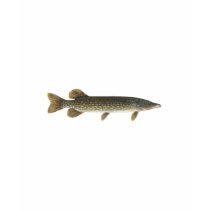 Northern Pike t-shirts