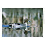 Northern Pintail Greeting Card