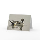 Northern Pintail Duck Card