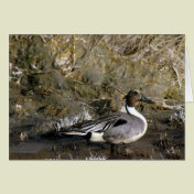 Northern Pintail Duck Lover gifts
