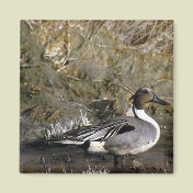 Northern Pintail Duck