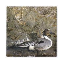 Northern Pintail Duck Fridge Magnet