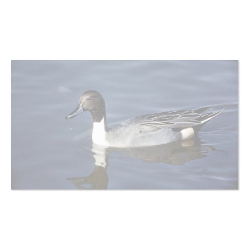 Northern Pintail Duck Male Business Cards (back side)