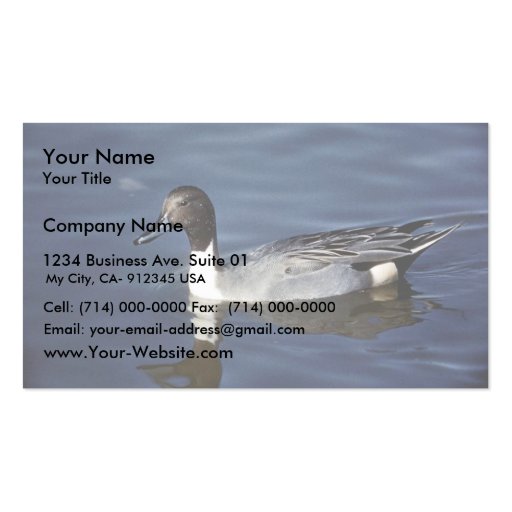 Northern Pintail Duck Male Business Cards