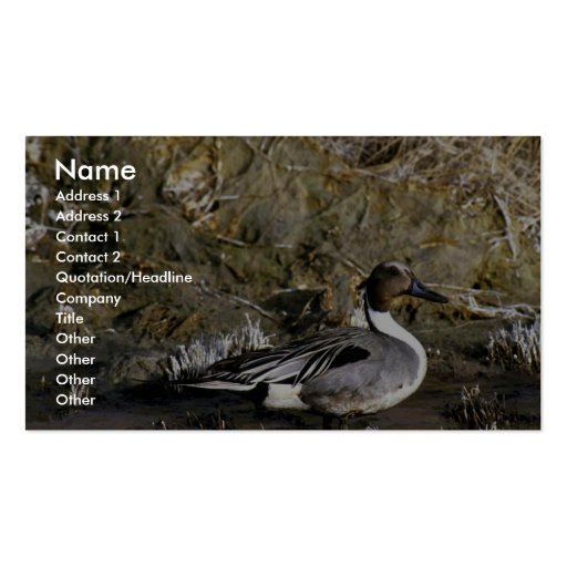 Northern pintail male business card template