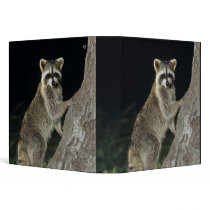 Northern Raccoon, Procyon lotor, adult at tree 3 Ring Binder