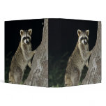 Northern Raccoon, Procyon lotor, adult at tree binders