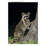 Northern Raccoon, Procyon lotor, adult at tree cards