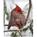 NORTHERN RED CARDINAL CUT OUTS