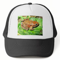 Northern Red legged frog Hats