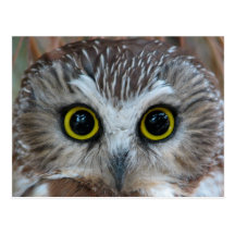 Northern Saw-whet Owl Close-Up Postcards