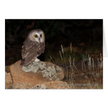 Northern Saw-whet Owl hunting at night Card