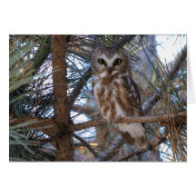 Northern Saw-Whet Owl in Pine Tree Greeting Card