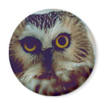 Northern Saw-whet owl magnets