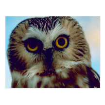 Northern Saw-whet owl Post Card