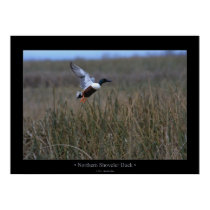 Northern Shoveler Duck posters by kmwatts Northern Shoveler Duck posters