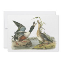Northern Shoveler, John Audubon Personalized Announcement