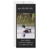 Northern Shoveler Full Color Rack Card