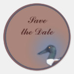 Northern Shoveler Round Sticker