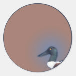 Northern Shoveler Round Sticker