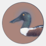 Northern Shoveler Sticker
