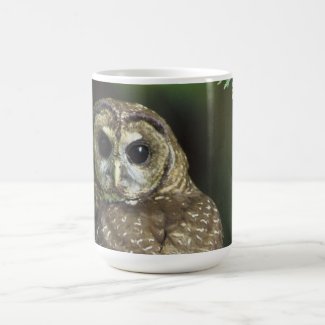 Northern Spotted Owl Classic White Coffee Mug