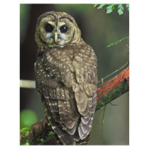 Northern Spotted Owl Flyer