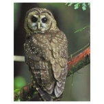 Northern Spotted Owl Flyer
