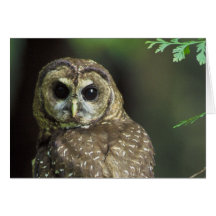 Northern Spotted Owl Greeting Card