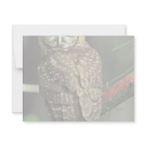 Northern Spotted Owl invitations by animalpark Northern Spotted Owl invitations
