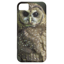 Northern Spotted Owl iPhone 5 Cases