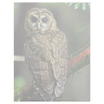 Northern Spotted Owl letterhead