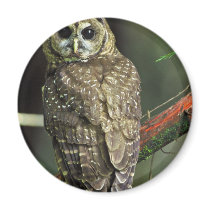 Northern Spotted Owl Fridge Magnet
