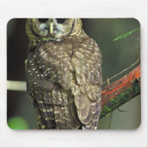 Northern Spotted Owl Mouse Pad