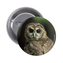 Northern Spotted Owl Pinback Buttons