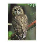 Northern Spotted Owl Post Card