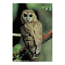 Northern Spotted Owl posters by gwester Northern Spotted Owl posters