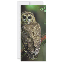 Northern Spotted Owl Rack Card Design