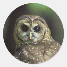 Northern Spotted Owl Sticker