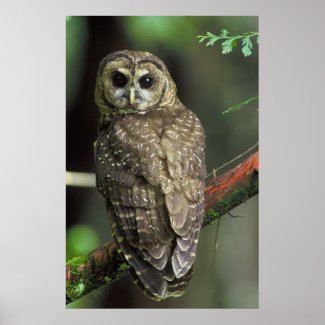 Northern Spotted Owl - Strix occidentalis caurina Poster