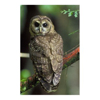 Northern Spotted Owl - Strix occidentalis caurina Poster