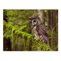 Northern Spotted Owl (Strix occidentals caurina) Postcard