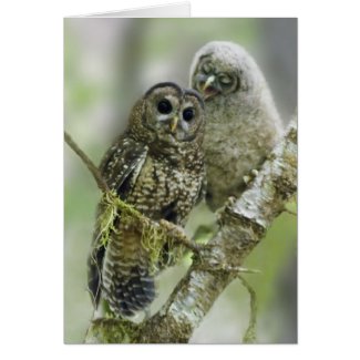 Northern Spotted Owl with her Owlet Greeting Card