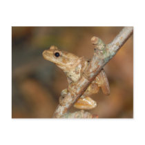 Northern Spring Peeper. Postcards