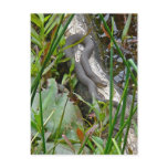 Northern Water Snake Basking on Log Multiple Items Post Cards