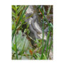 Northern Water Snake Basking on Log Multiple Items Post Cards
